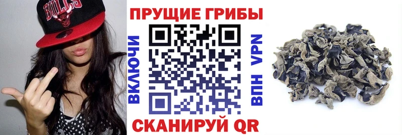 Псилоцибиновые грибы Psilocybine cubensis  Светогорск 